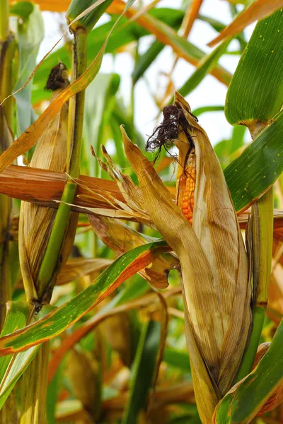 Corn cob on a field — Stock Photo, Image