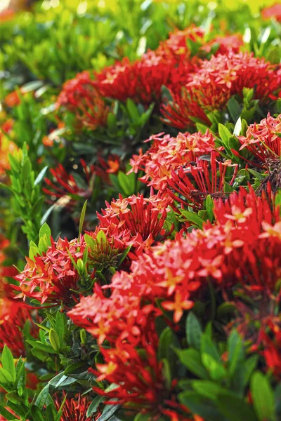 Fiori di Ixora nella natura — Foto Stock