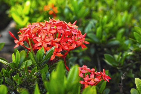 Ixora bloemen in de natuur — Stockfoto