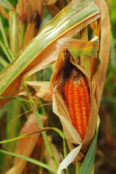 Maiskolben auf einem Feld — Stockfoto