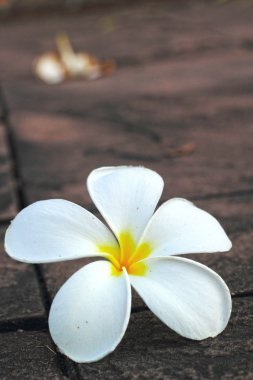doğada Frangipani çiçek