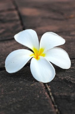 doğada Frangipani çiçek