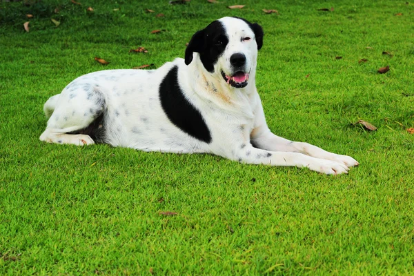 Stor svart hund med vita fläckar sitter i park grönt gräs. — Stockfoto