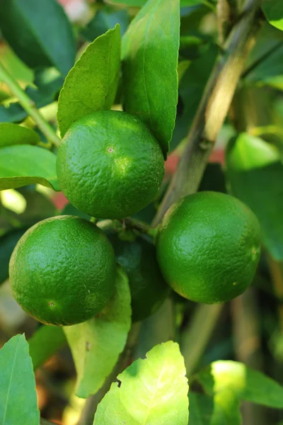 Лимон на дереве в саду — стоковое фото
