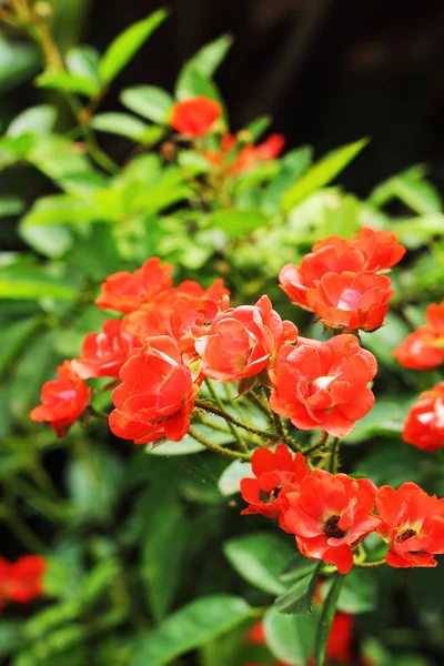 Orange rose in the garden — Stock Photo, Image