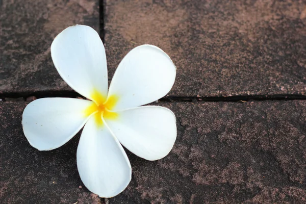 Frangipani flower in the nature — Stock Photo, Image