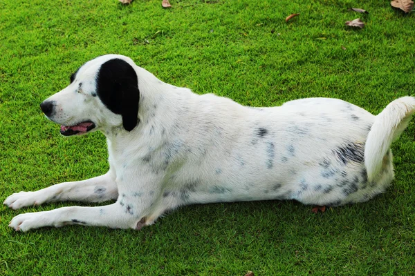 Μεγάλο μαύρο σκυλί με λευκές κηλίδες που κάθεται στο πάρκο πράσινο γρασίδι. — Φωτογραφία Αρχείου