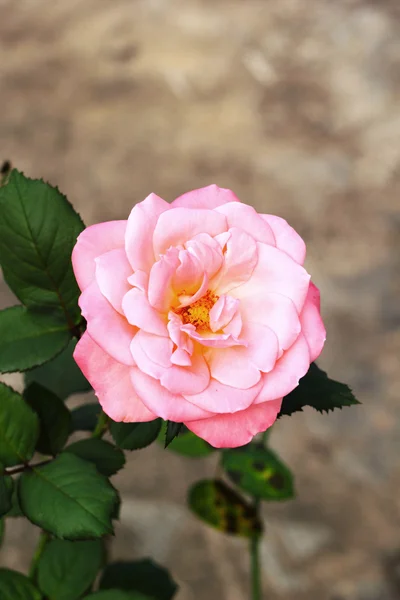 Närbild av rosa ros — Stockfoto