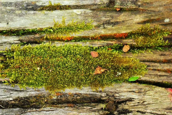 Zelený mech v přírodě. — Stock fotografie