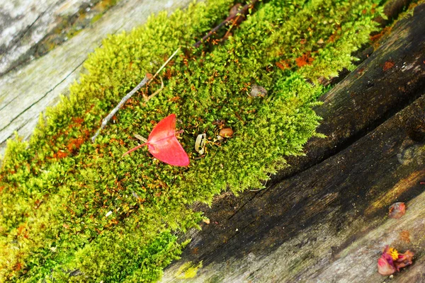 Musgo verde en la naturaleza . — Foto de Stock