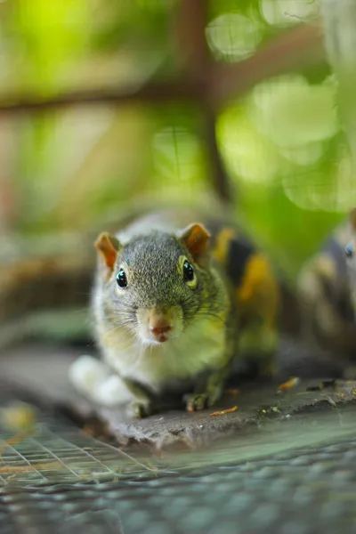 Ardilla en la jaula. — Foto de Stock