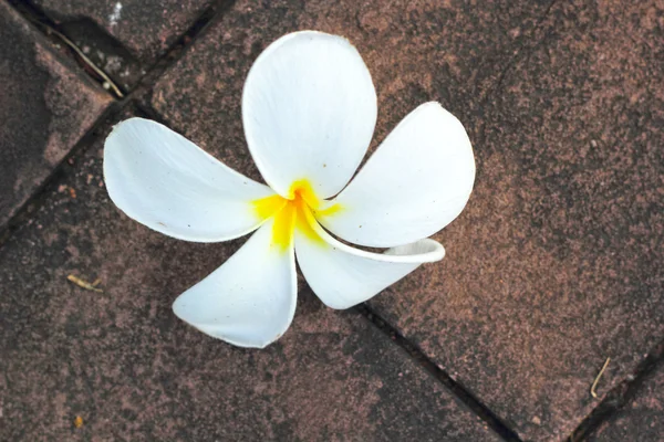 Doğada Frangipani çiçek — Stok fotoğraf