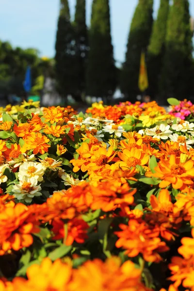 बागेत रंगीत दासी फुले — स्टॉक फोटो, इमेज