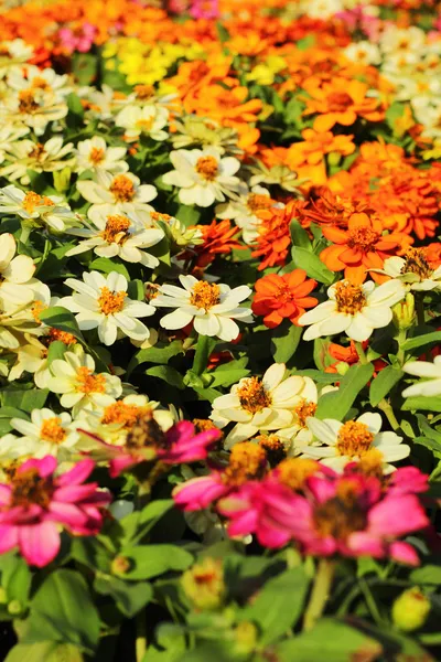 Kleurrijke daisy bloemen in de tuin — Stockfoto