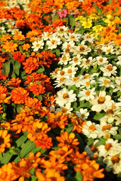 Kleurrijke daisy bloemen in de tuin — Stockfoto