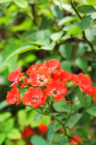 Oranje roos in de tuin — Stockfoto