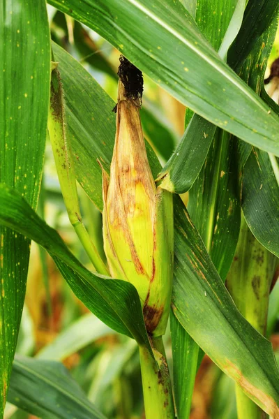 Кукурузный початок на поле — стоковое фото