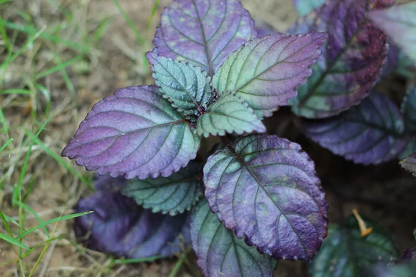 自然の中で紫色の葉の背景 — ストック写真