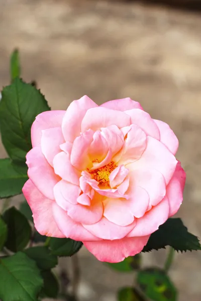 Primer plano de rosa rosa —  Fotos de Stock