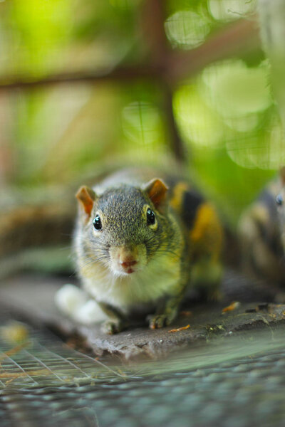 Squirrel in the cage. Stock Photo