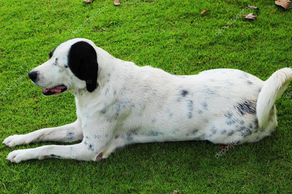 dogs that are white with black spots