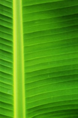 arka plan doku yeşil muz yaprakları