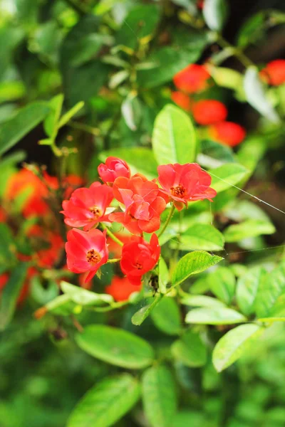 Orange rose in the garden — Stock Photo, Image