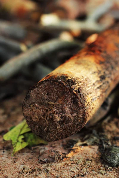 Montón de madera de pino en la naturaleza —  Fotos de Stock