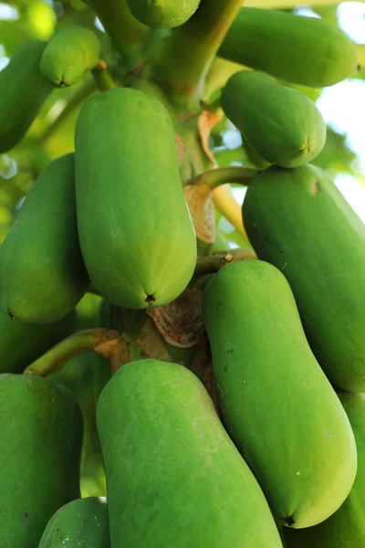 Зеленая папайя на дереве . — стоковое фото