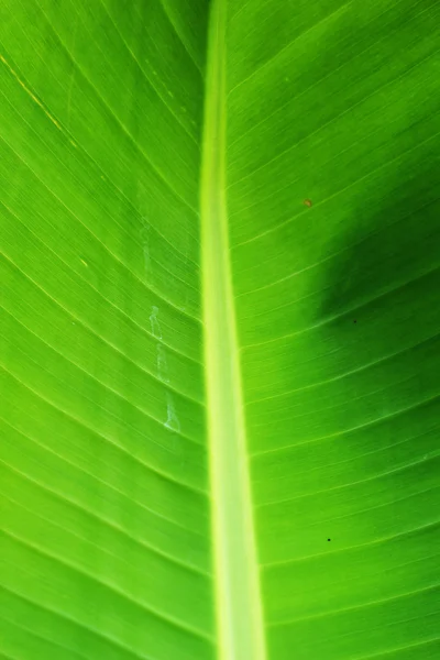 Grüne Banane Blätter Hintergrund Textur — Stockfoto