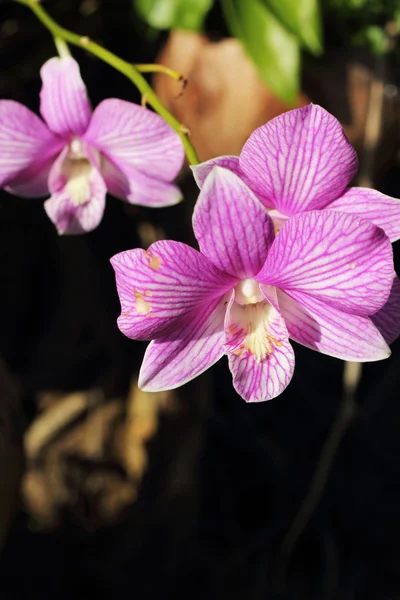 Doğada mor orkideler — Stok fotoğraf