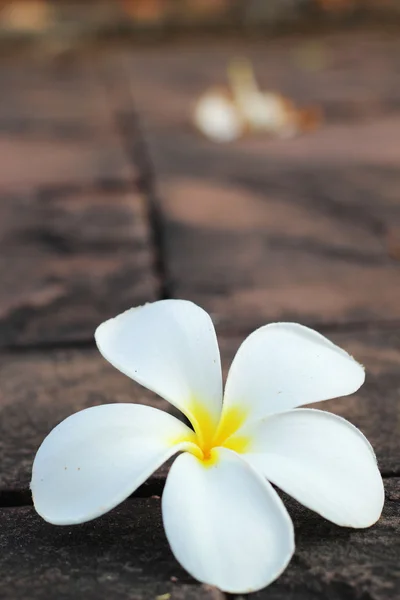 Frangipani flor na natureza — Fotografia de Stock