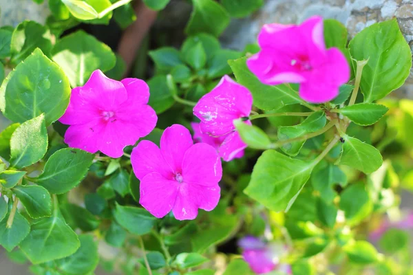 Pétunias fleur - fleur rose dans la nature — Photo
