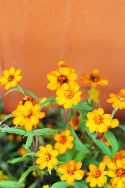 Flores de margarida - flores amarelas na natureza — Fotografia de Stock