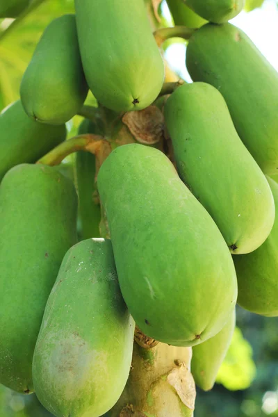 The green papaya on the tree. — Stock Photo, Image