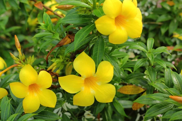 Fiore giallo nella natura — Foto Stock