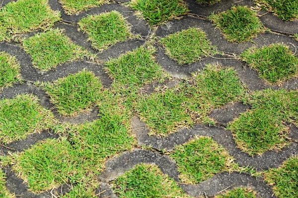 Grünes Gras und Steine in der Natur — Stockfoto