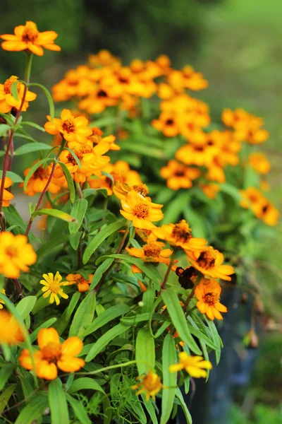 Daisy flowers - gele bloemen in de natuur — Stockfoto