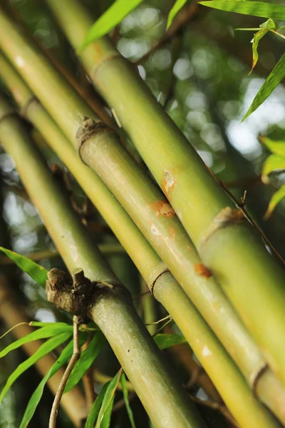 Grön bambu skog bakgrundsstruktur. — Stockfoto