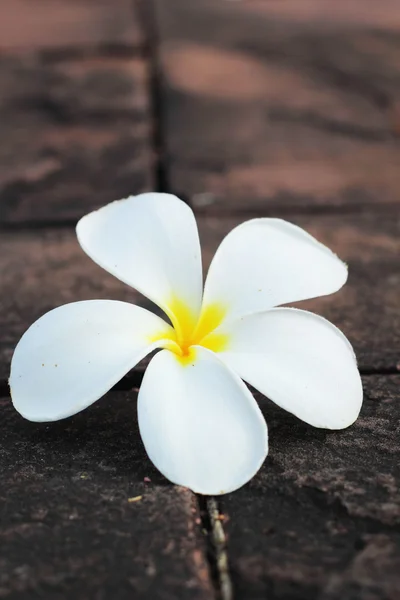 Frangipani цветок в природе — стоковое фото
