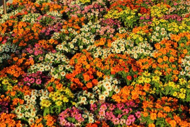 renkli çiçek Bahçe