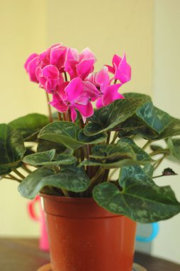 doğada Pembe çiçek