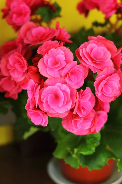 Pink flower in the nature — Stock Photo, Image