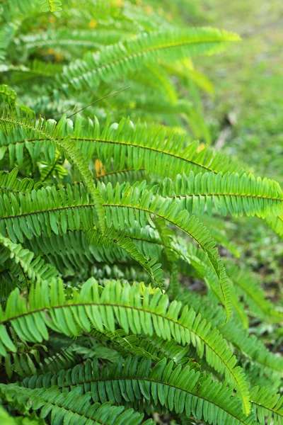 Grüner Farn in der Natur — Stockfoto