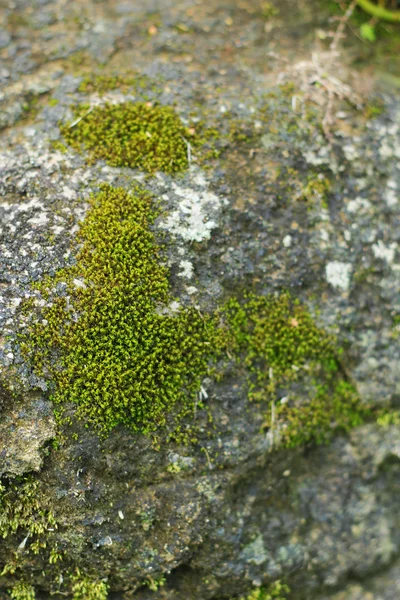 Musgo verde nas rochas. — Fotografia de Stock