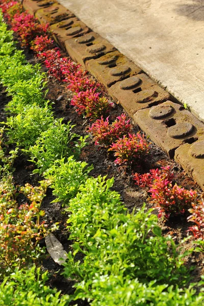 Folhas verdes e folhas cor-de-rosa em belos jardins . — Fotografia de Stock