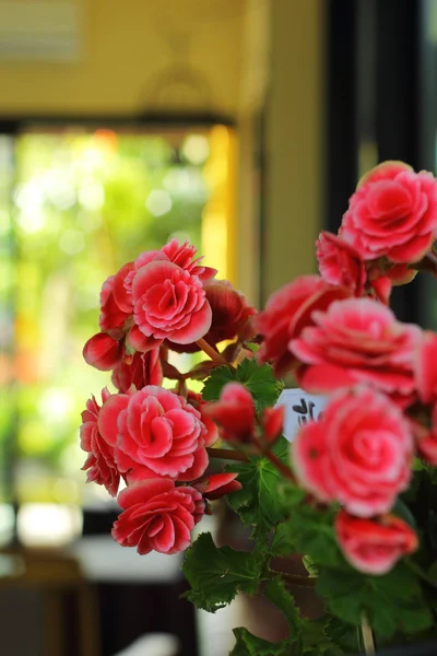Rode bloem in de natuur — Stockfoto