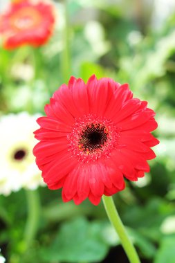 Kırmızı gerbera çiçek güzel