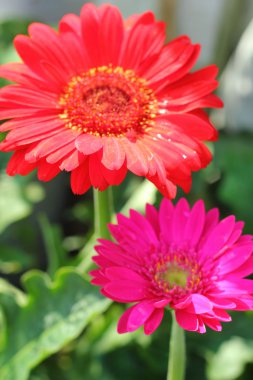 Kırmızı gerbera çiçek güzel