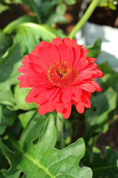 Schön der roten Gerbera-Blume — Stockfoto